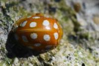 Halyzia sedecimguttata