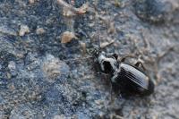 Bembidion lunulatum