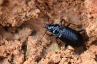 Nebria salina