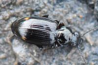 Bembidion lunulatum
