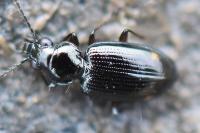 Bembidion lunulatum