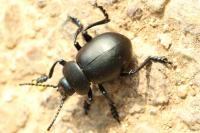 Timarcha tenebricosa
