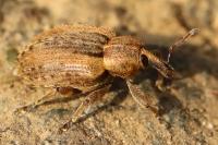 Hypera postica