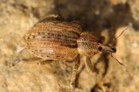 Hypera postica