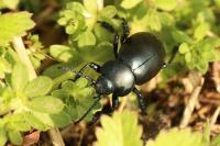 Timarcha tenebricosa