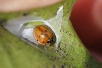 Adalia decempunctata