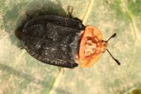 Oiceoptoma thoracicum