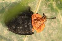 Oiceoptoma thoracicum