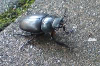 Lucanus cervus