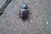 Lucanus cervus