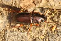Harpalus affinis