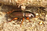 Harpalus affinis