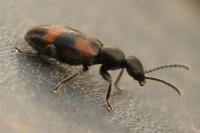Anthicus antherinus