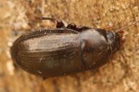 Nalassus laevioctostriatus