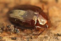 Scaphidema metallica