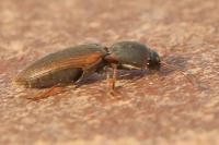 Agriotes