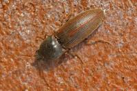 Agriotes