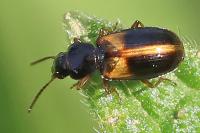 Acupalpus meridianus