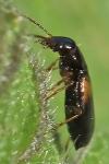 Acupalpus meridianus
