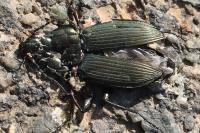 Poecilus cupreus