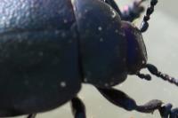Timarcha goettingensis