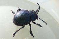 Timarcha goettingensis