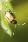 Longitarsus