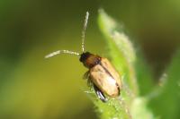 Longitarsus