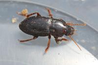 Harpalus