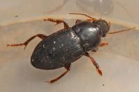 Harpalus