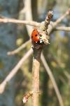 Coccinella septempunctata