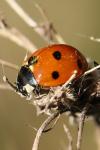 Coccinella septempunctata