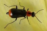 Attalus minimus