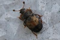 Omosita discoidea