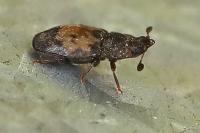 Omosita discoidea