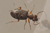 Asaphidion