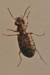 Asaphidion