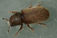 Kissophagus vicinus
