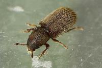 Kissophagus vicinus