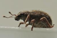 Strophosoma erinaceus