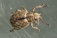 Strophosoma erinaceus