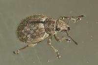 Strophosoma erinaceus