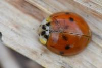 Harmonia axyridis