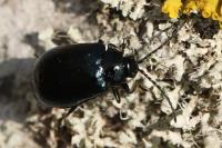 Agelastica alni