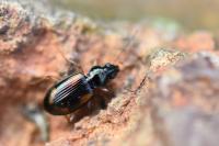 Bembidion tetracolum