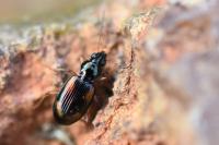 Bembidion tetracolum