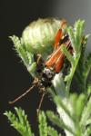 Stenopterus rufus