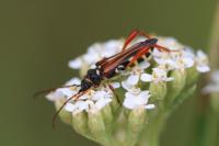 Stenopterus rufus