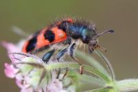 Trichodes alvearius