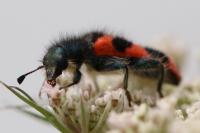Trichodes alvearius